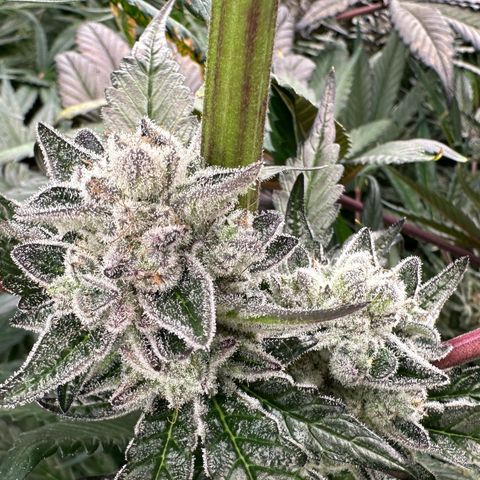 Misc x (LA Kush x Zkittles) #29 25.69g growlog timeline photo