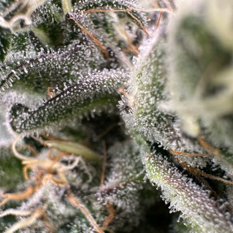 CxLAZ #14 53.59g growlog timeline photo