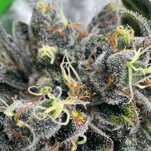 CxLAZ #24 37.13g growlog timeline photo