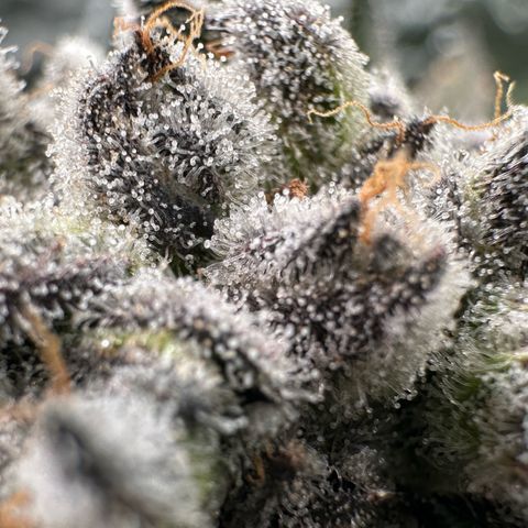Misc x (LA Kush x Zkittles) #29 25.69g growlog timeline photo