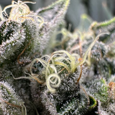 CxLAZ #15 52g growlog timeline photo