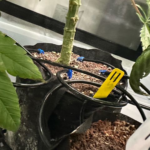 CxLAZ #11 50.28g growlog timeline photo