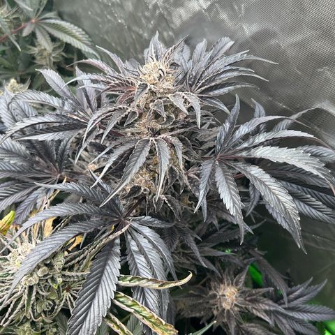 Misc x (LA Kush x Zkittles) #37 42.26g growlog timeline photo