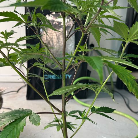 CxLAZ #15 C #1 growlog photo: Twisted stem and branches