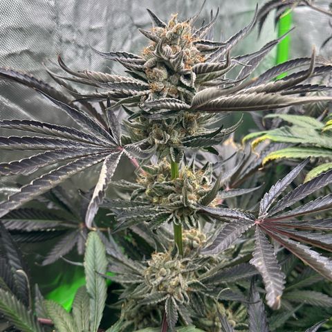 CxLAZ #11 50.28g growlog timeline photo