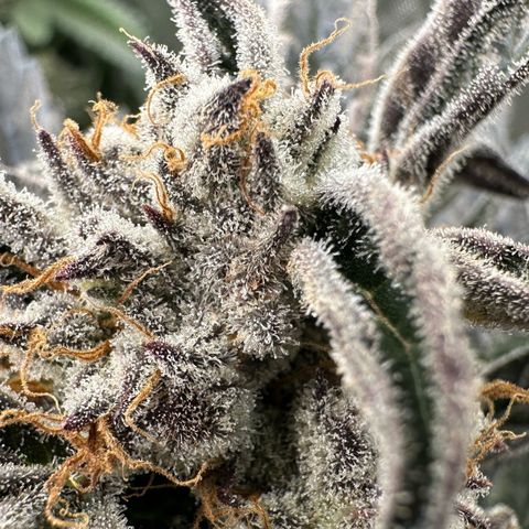 Misc x (LA Kush x Zkittles) #37 42.26g growlog timeline photo