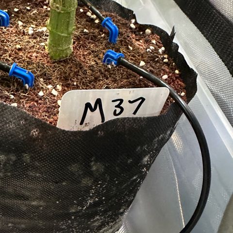 Misc x (LA Kush x Zkittles) #37 42.26g growlog timeline photo