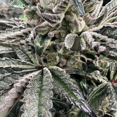 Misc x (LA Kush x Zkittles) #27 33.12g growlog timeline photo