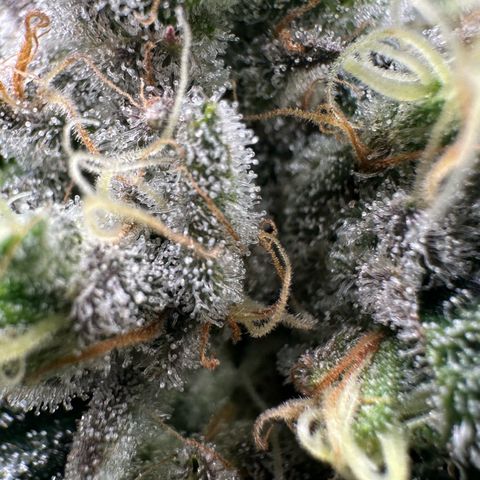 CxLAZ #15 52g growlog timeline photo