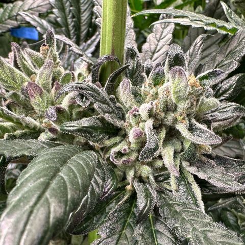 Misc x (LA Kush x Zkittles) #33 19.08g growlog timeline photo