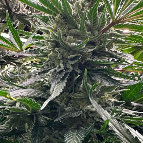CxLAZ #15 52g growlog timeline photo