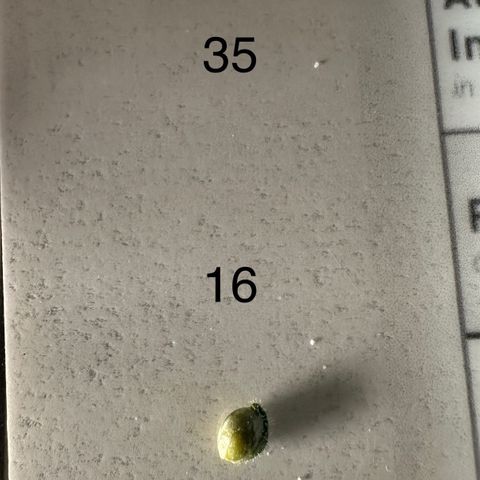 CxLAZ #16 50.72g growlog timeline photo