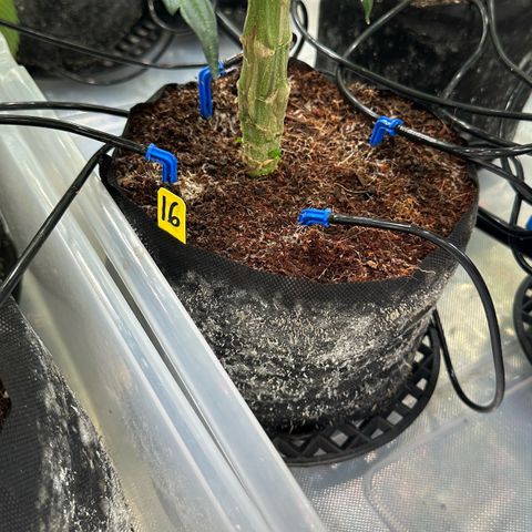CxLAZ #16 50.72g growlog timeline photo