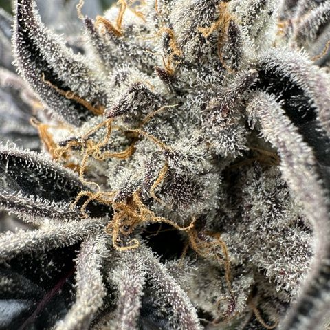 Misc x (LA Kush x Zkittles) #37 42.26g growlog timeline photo