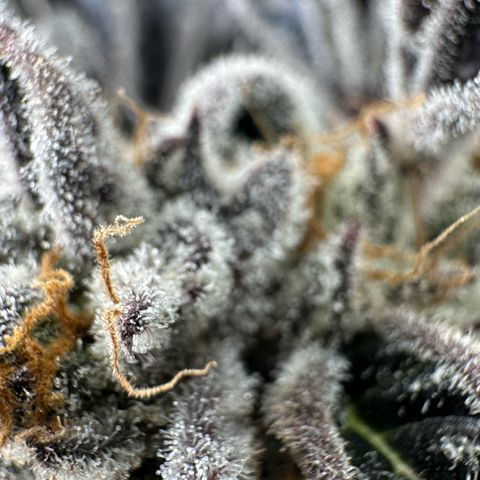 Misc x (LA Kush x Zkittles) #37 42.26g growlog timeline photo