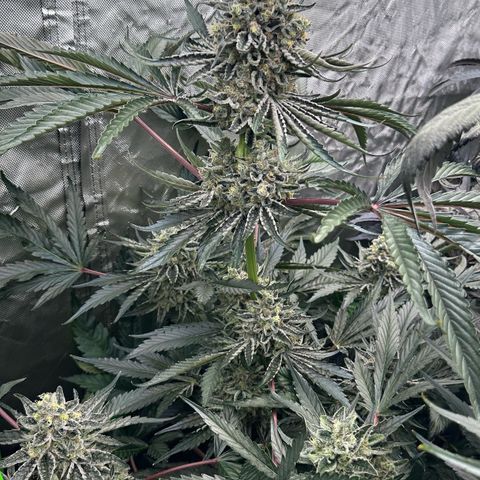 CxLAZ #24 37.13g growlog timeline photo