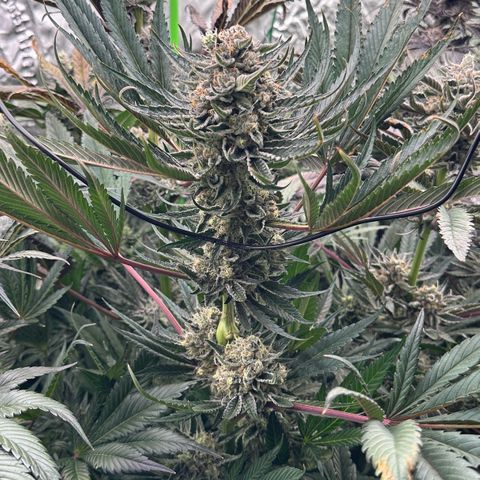 CxLAZ #31 58.75g growlog timeline photo