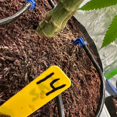 CxLAZ #14 53.59g growlog timeline photo