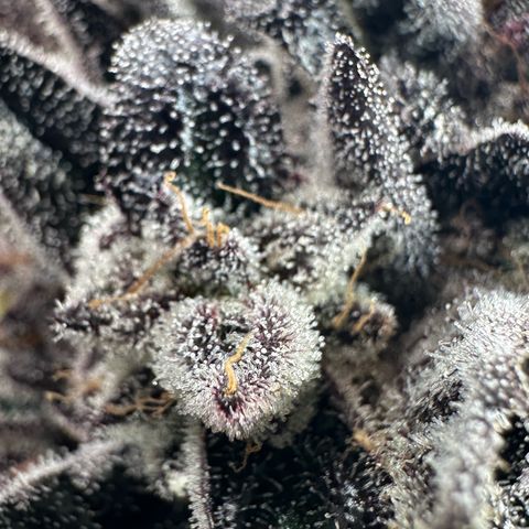 Misc x (LA Kush x Zkittles) #22 34.14g growlog timeline photo