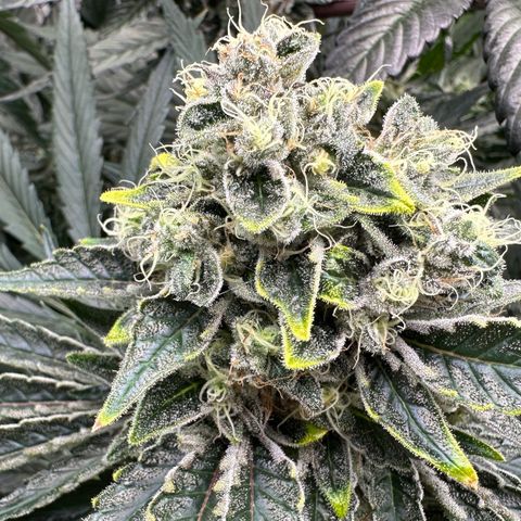 CxLAZ #15 52g growlog timeline photo
