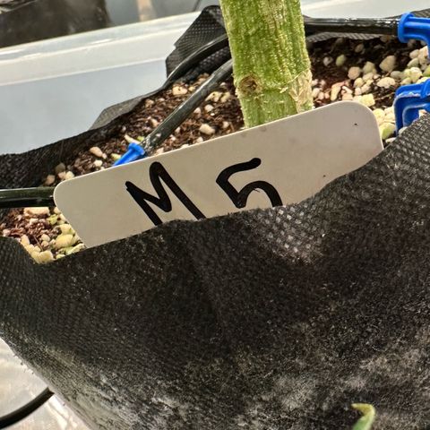 Misc x (LA Kush x Zkittles) #05 growlog timeline photo