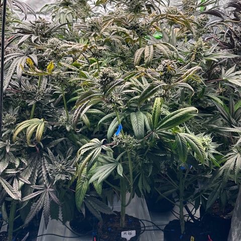 Misc x (LA Kush x Zkittles) #26 60.7g growlog timeline photo