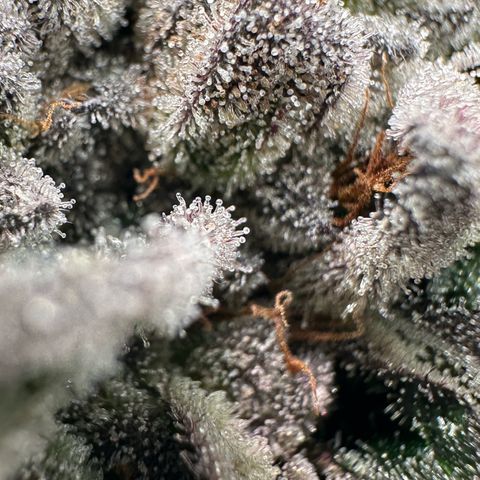 Misc x (LA Kush x Zkittles) #27 33.12g growlog timeline photo