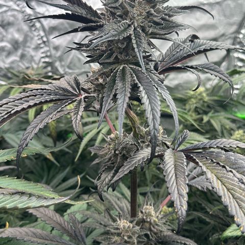 Misc x (LA Kush x Zkittles) #22 34.14g growlog timeline photo