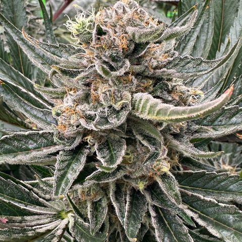 CxLAZ #31 58.75g growlog timeline photo