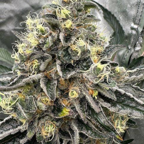 CxLAZ #24 37.13g growlog timeline photo