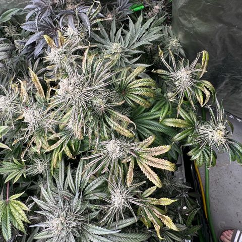 Misc x (LA Kush x Zkittles) #26 60.7g growlog timeline photo