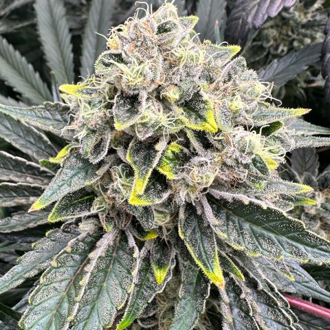 CxLAZ #15 52g growlog timeline photo