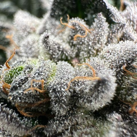 Misc x (LA Kush x Zkittles) #27 33.12g growlog timeline photo