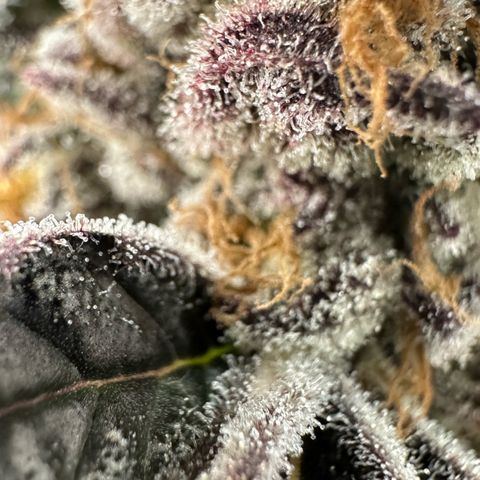 Misc x (LA Kush x Zkittles) #37 42.26g growlog timeline photo