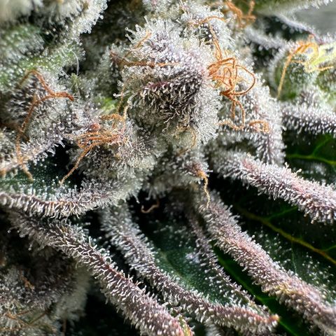 Misc x (LA Kush x Zkittles) #26 60.7g growlog timeline photo