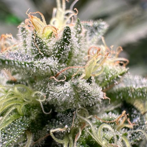 CxLAZ #20 13.7g growlog timeline photo