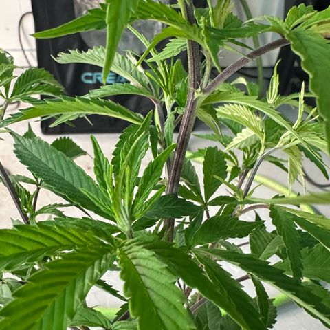 CxLAZ #15 C #1 growlog photo: Twisted stem and branches