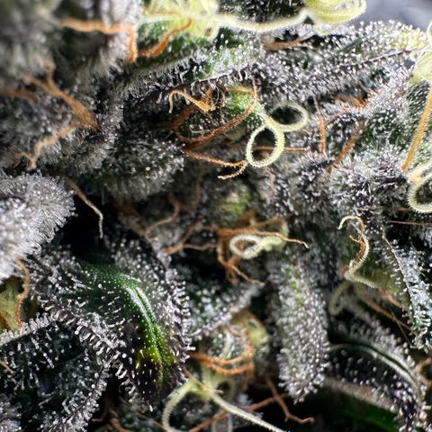 CxLAZ #24 37.13g growlog timeline photo