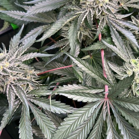CxLAZ #24 37.13g growlog timeline photo