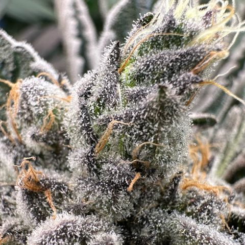 CxLAZ #16 50.72g growlog timeline photo