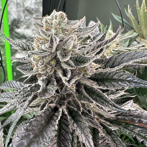 CxLAZ #16 50.72g growlog timeline photo