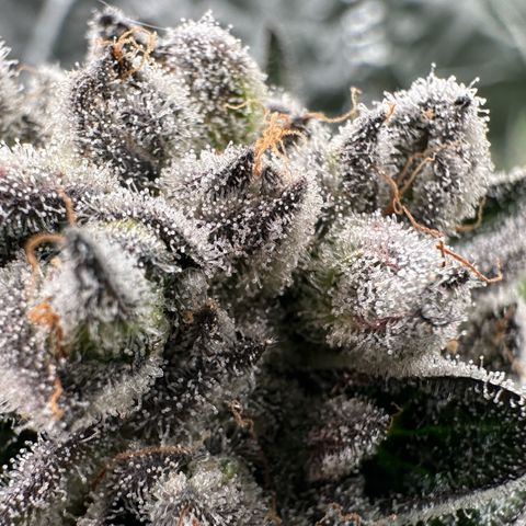 Misc x (LA Kush x Zkittles) #29 25.69g growlog timeline photo