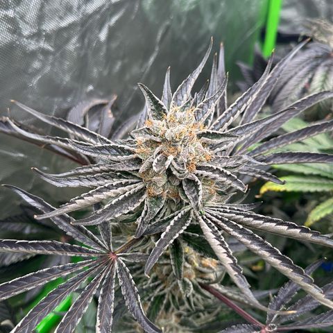 CxLAZ #11 50.28g growlog timeline photo