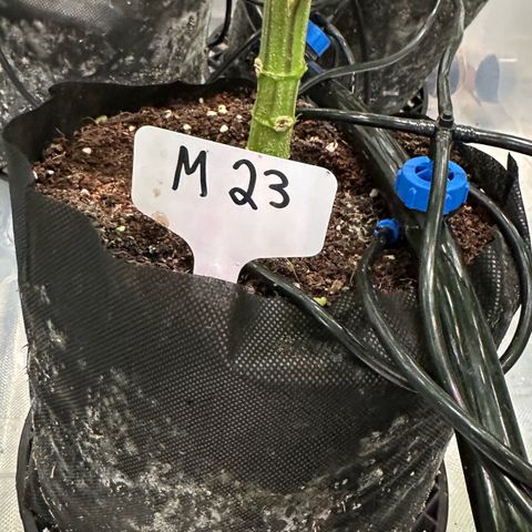 Misc x (LA Kush x Zkittles) #23 28.19g growlog timeline photo