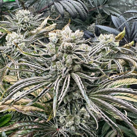 Misc x (LA Kush x Zkittles) #26 60.7g growlog timeline photo