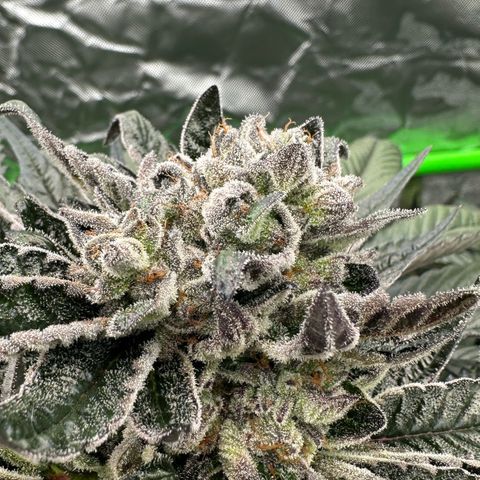 Misc x (LA Kush x Zkittles) #27 33.12g growlog timeline photo