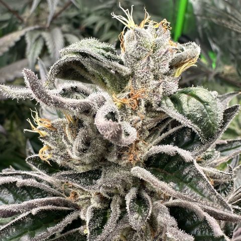 CxLAZ #16 50.72g growlog photo: Possible fox tailing