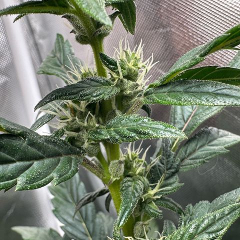 Auto Think Different  #1 growlog timeline photo