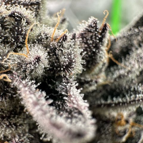 Misc x (LA Kush x Zkittles) #22 34.14g growlog timeline photo