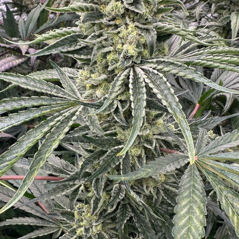 Misc x (LA Kush x Zkittles) #08 growlog timeline photo
